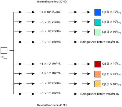 The balance between fitness advantages and costs drives adaptation of bacteriophage Qβ to changes in host density at different temperatures